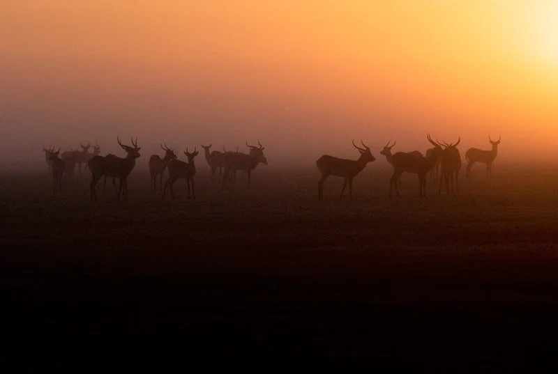 001-AFRICA-ZAMBIA-BANGWEULU-Antelope-black-lechwe-01.jpg