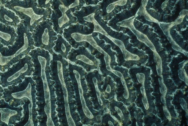 035-ASIA-RODRIGUES-Coral.polyp_.jpg
