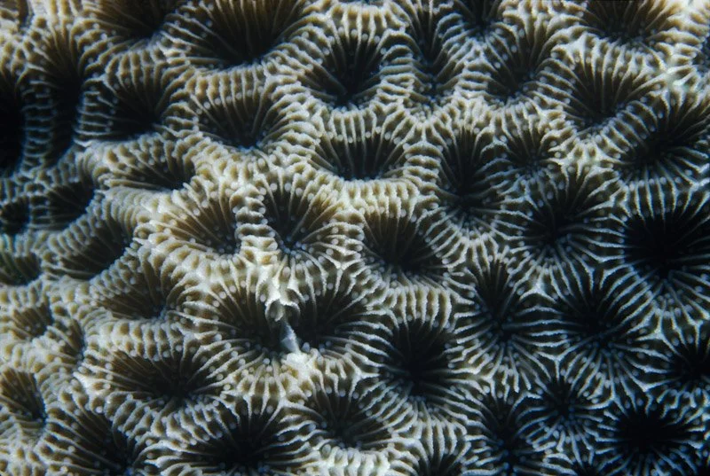 033-ASIA-MALDIVES-Coral.jpg