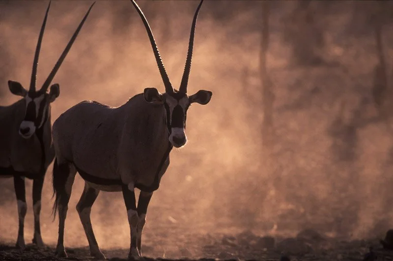 005-AFRICA-NAMIBIA-ONGAVA-Antelope-Oryx-01.jpg