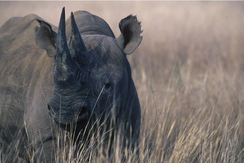 014-AFRICA-ZIMBABWE-INERE-Rhinoceros-01.jpg
