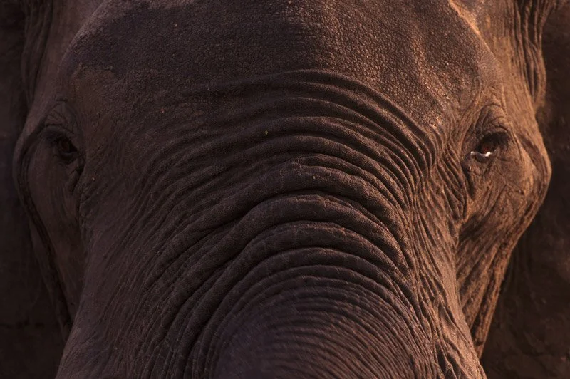 006-AFRICA-ZAMBIA-SOUTH.LWANGUA-TAFIKA-Elephant-02.jpg