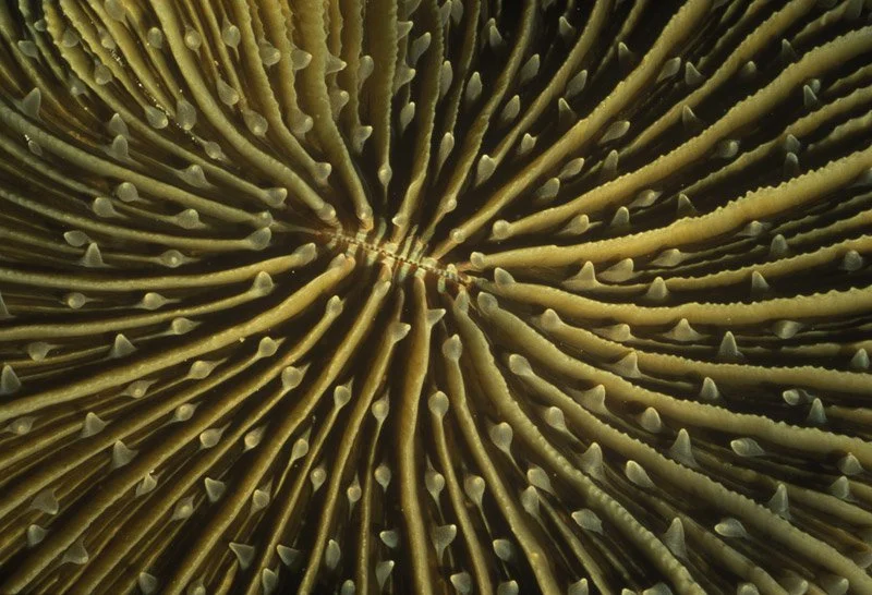 034-EUROPE-MEDITERRANEAN.SEA-CORSICA-coral.jpg
