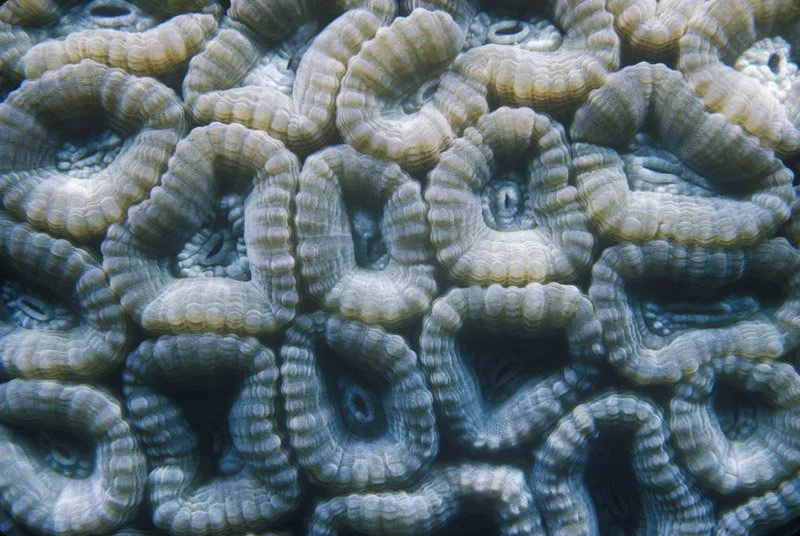 037-ASIA-PHILIPPINES-Coral.polyp_.jpg