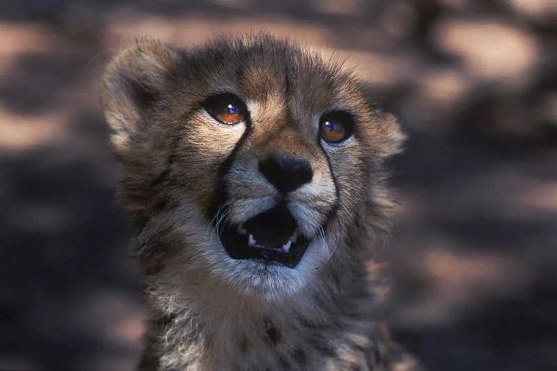 008-AFRICA-SOUTH.AFRICA-GREYSTONE.WILD_.PARK-Cheetah-01.jpg