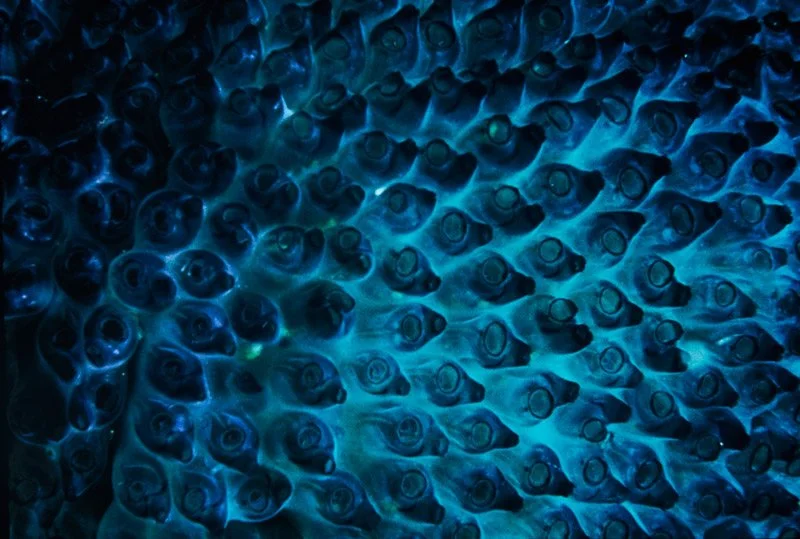 044-ASIA-MALDIVES-Ascidian.jpg