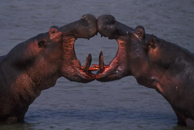 012-AFRICA-ZAMBIA-SOUTH.LWANGUA-TAFIKA-Hippopotame-01.jpg