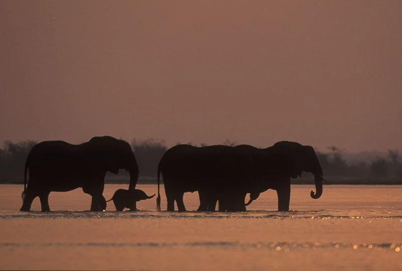 003-AFRICA-ZAMBIA-LOWER.ZAMBEZI-Elephant.jpg
