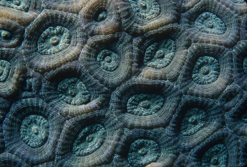 043-AFRICA-RED.SEA-SUDAN-Coral.polyp_.jpg