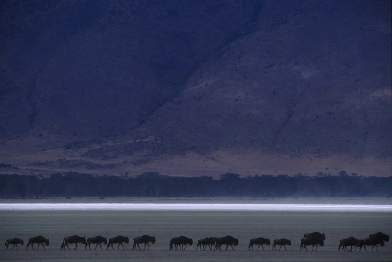 013-AFRICA-TANZANIA-NGORONGORO-Antelope-Wildebeest-01.jpg