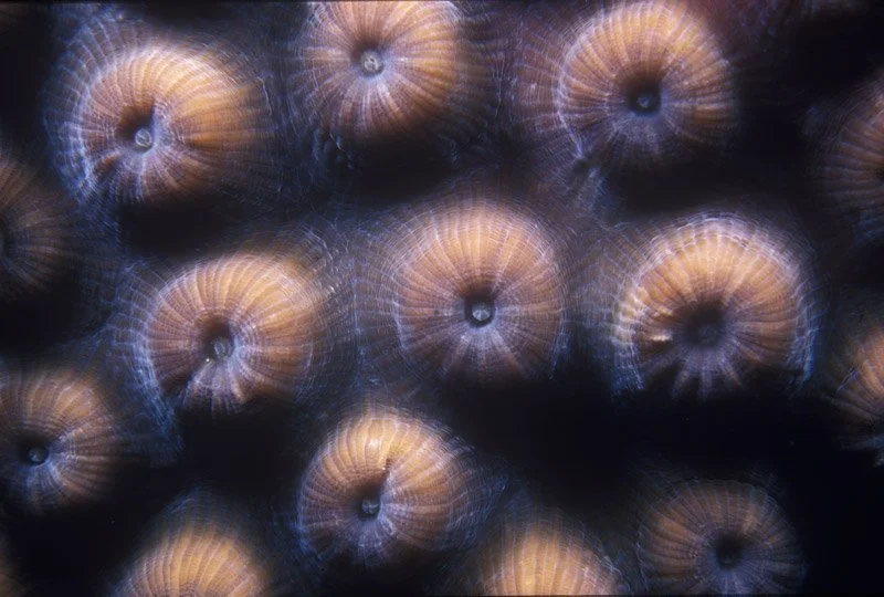 042-NORTH.AMERICA-BAHAMAS-Coral.polyp_.jpg