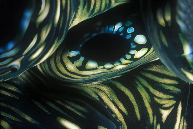 039-OCEANIA-TONGA-VAVAU-Giant.clam_.jpg