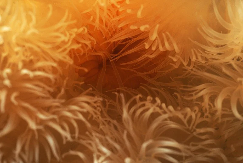 031-EUROPE-IRLAND-SKELLINGS-Sea.anemone.jpg