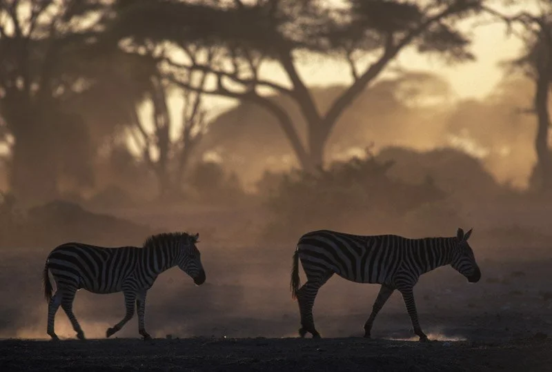 010-AFRICA-KENYA-MASAI.MARA-Zebra-01-S.jpg