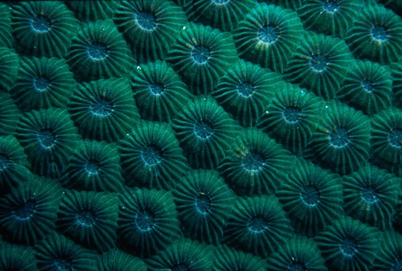 041-ASIA-RODRIGUES-Coral.reff_.jpg