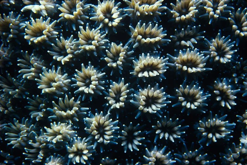 045-ASIA-MALDIVES-Coral.polyp_.jpg