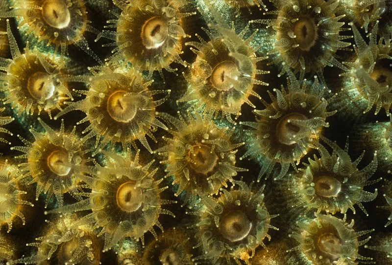 038-NORTH.AMERICA-BAHAMAS-Coral.polyp_.jpg