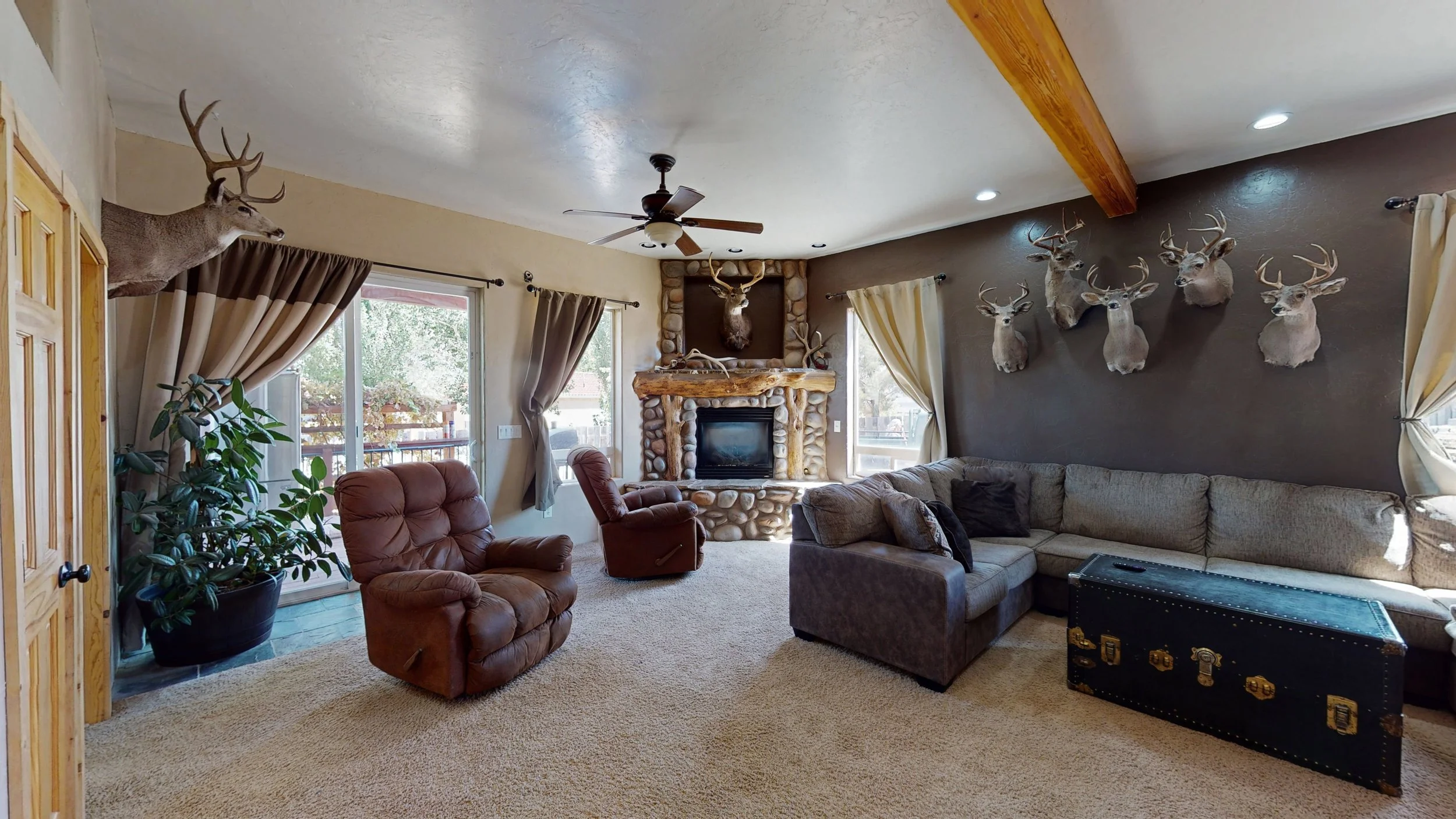 Living room with taxidermy deer heads on the brown and beige walls, a stone fireplace with a mounted deer head, windows with curtains, recliner chairs, a sectional sofa, a ceiling fan, potted plant, and a black trunk.