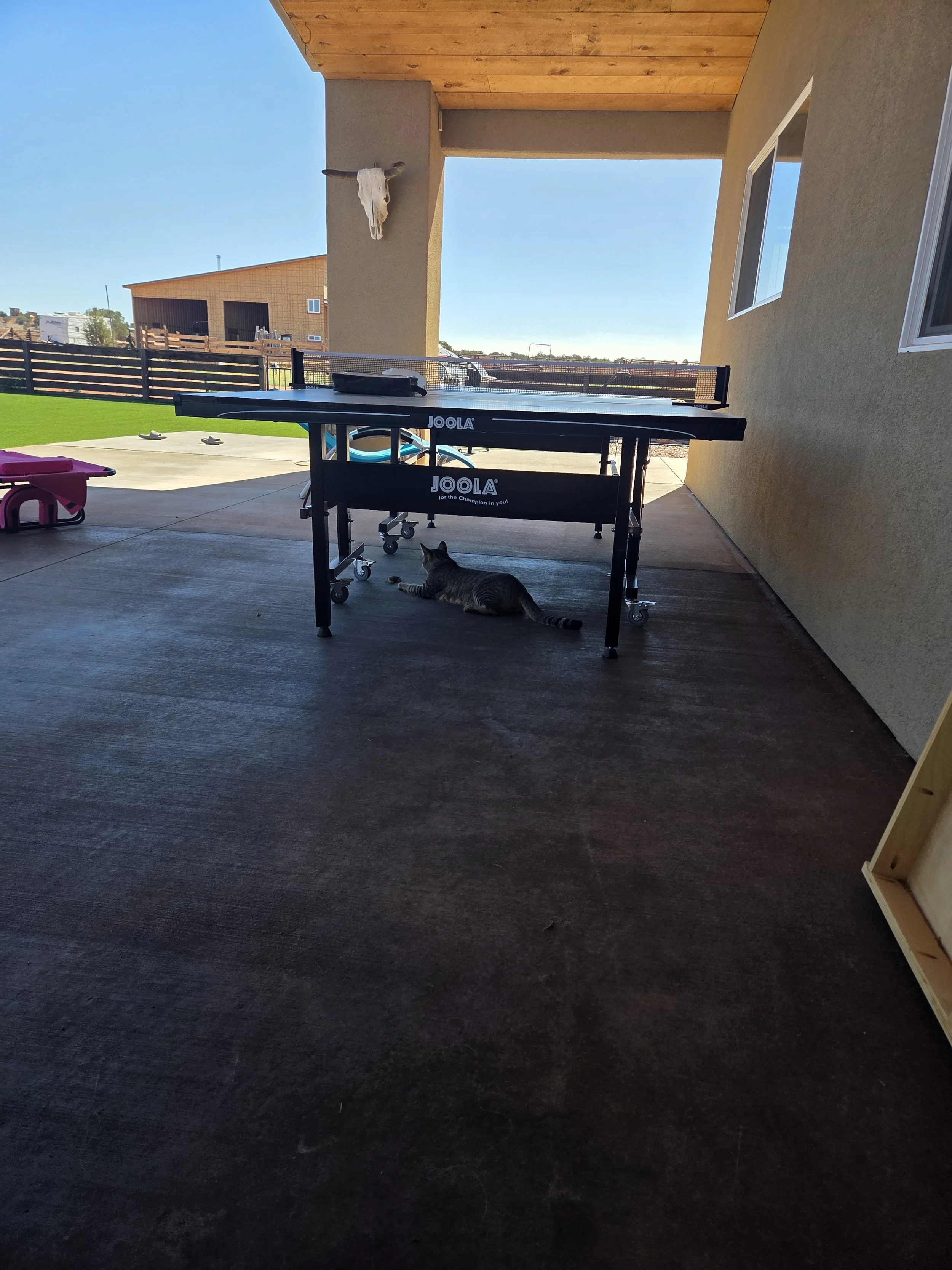 A covered patio area with a ping pong table with the brand name Joola, a cat lying underneath it, and a fence in the background. There is a cow skull mounted on the wall.