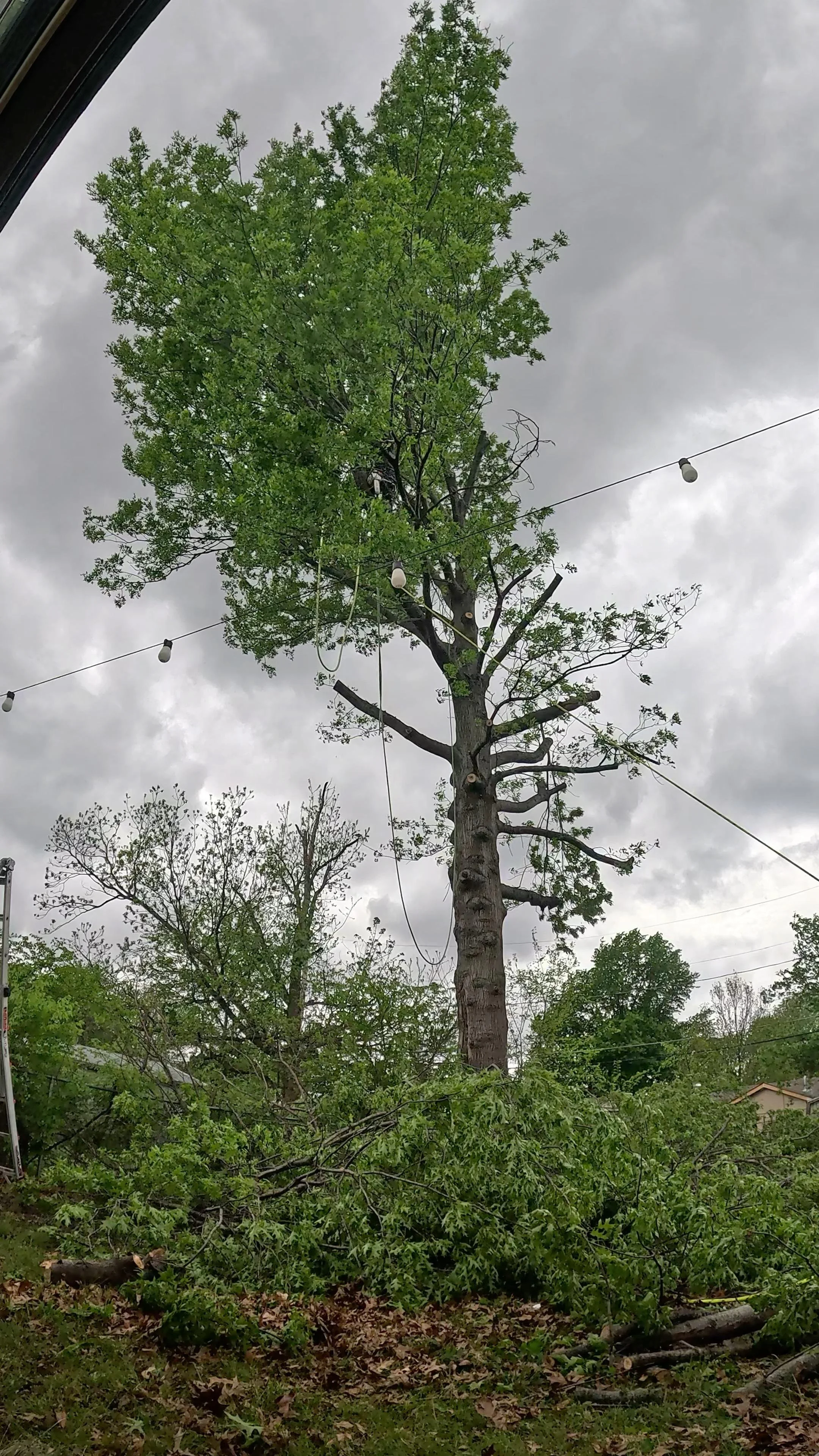 A tall tree with green leaves stands against a cloudy, gray sky. String lights are hung across the scene, and there are fallen branches and leaves on the ground in the foreground.