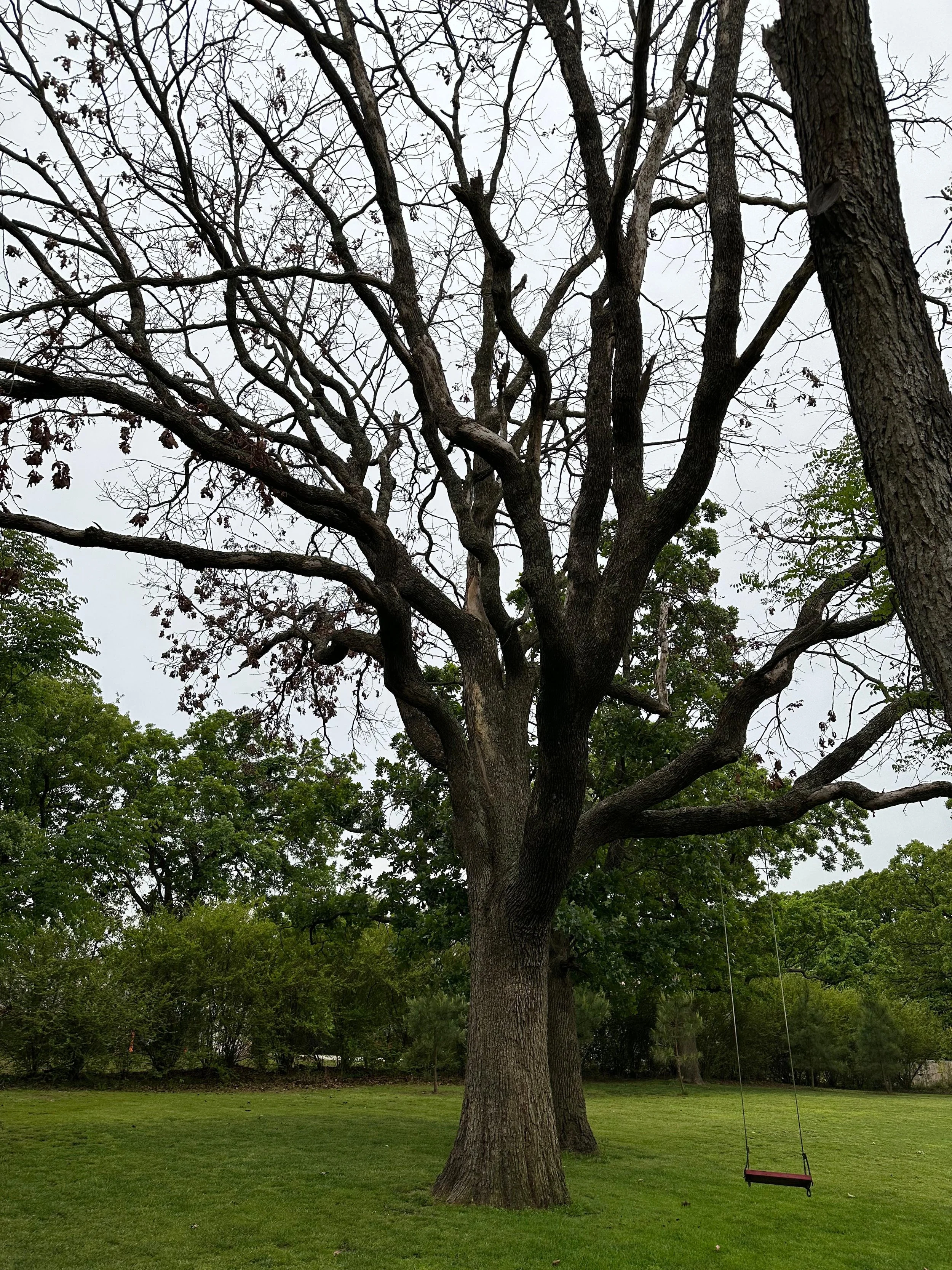 A large leafless tree in a park with a red swing hanging from one of its branches. Green trees and a grassy field are visible in the background.