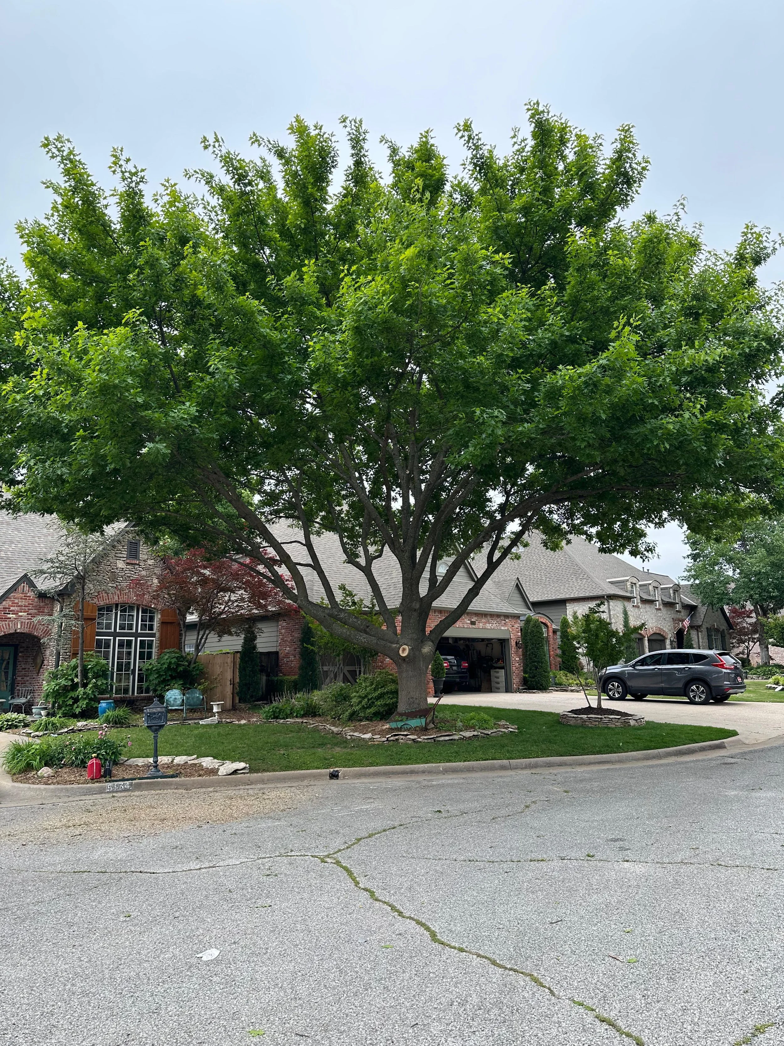 A large tree with green leaves in the front yard of a house with brick and light-colored siding, parked cars, and a driveway visible.