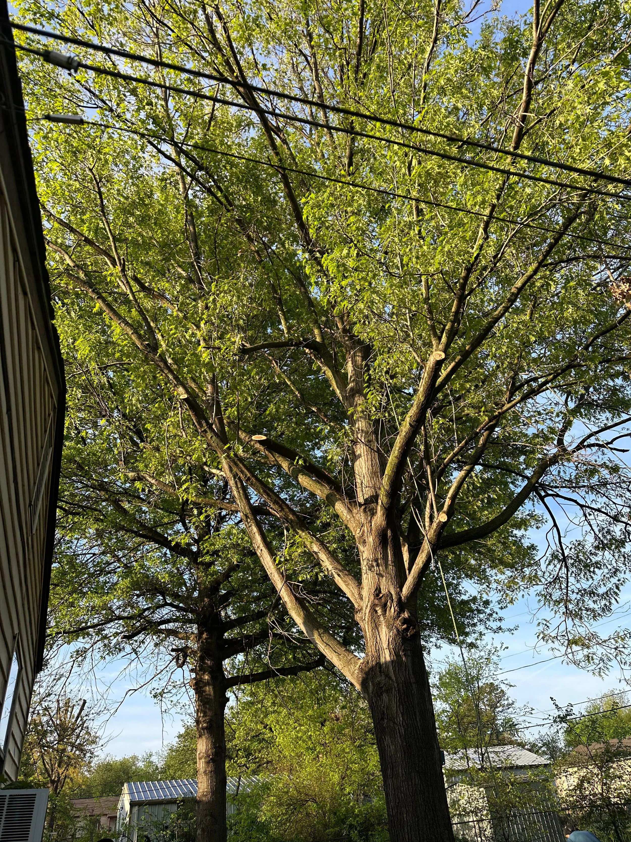 Tall tree with green leaves in a backyard, with neighboring houses and a blue sky visible in the background.