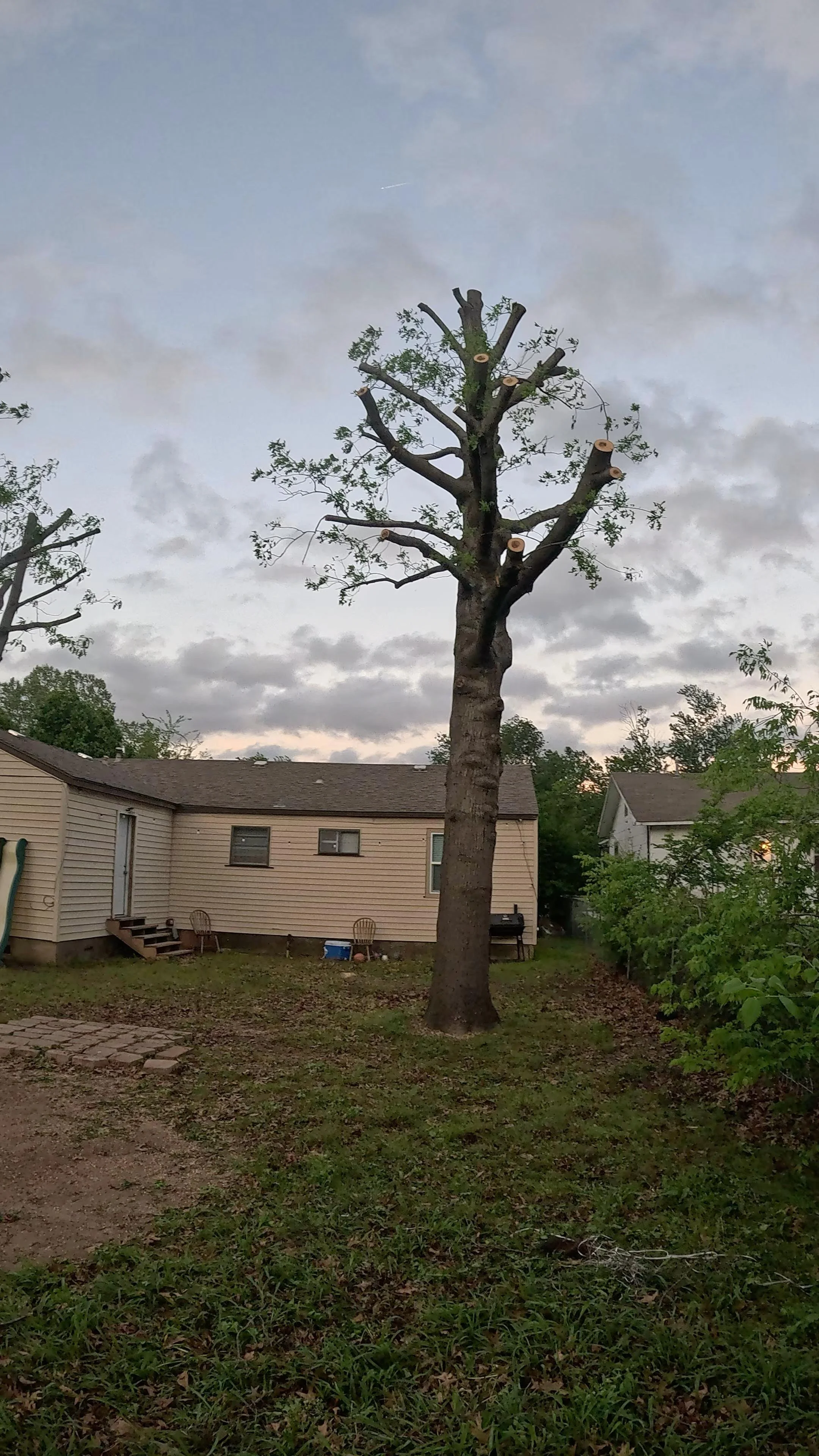 A backyard scene with a large tree that has been pruned, leaving only stubs of branches. The yard has patches of grass and dirt, with patio furniture and a house with beige siding in the background. The sky is partly cloudy.