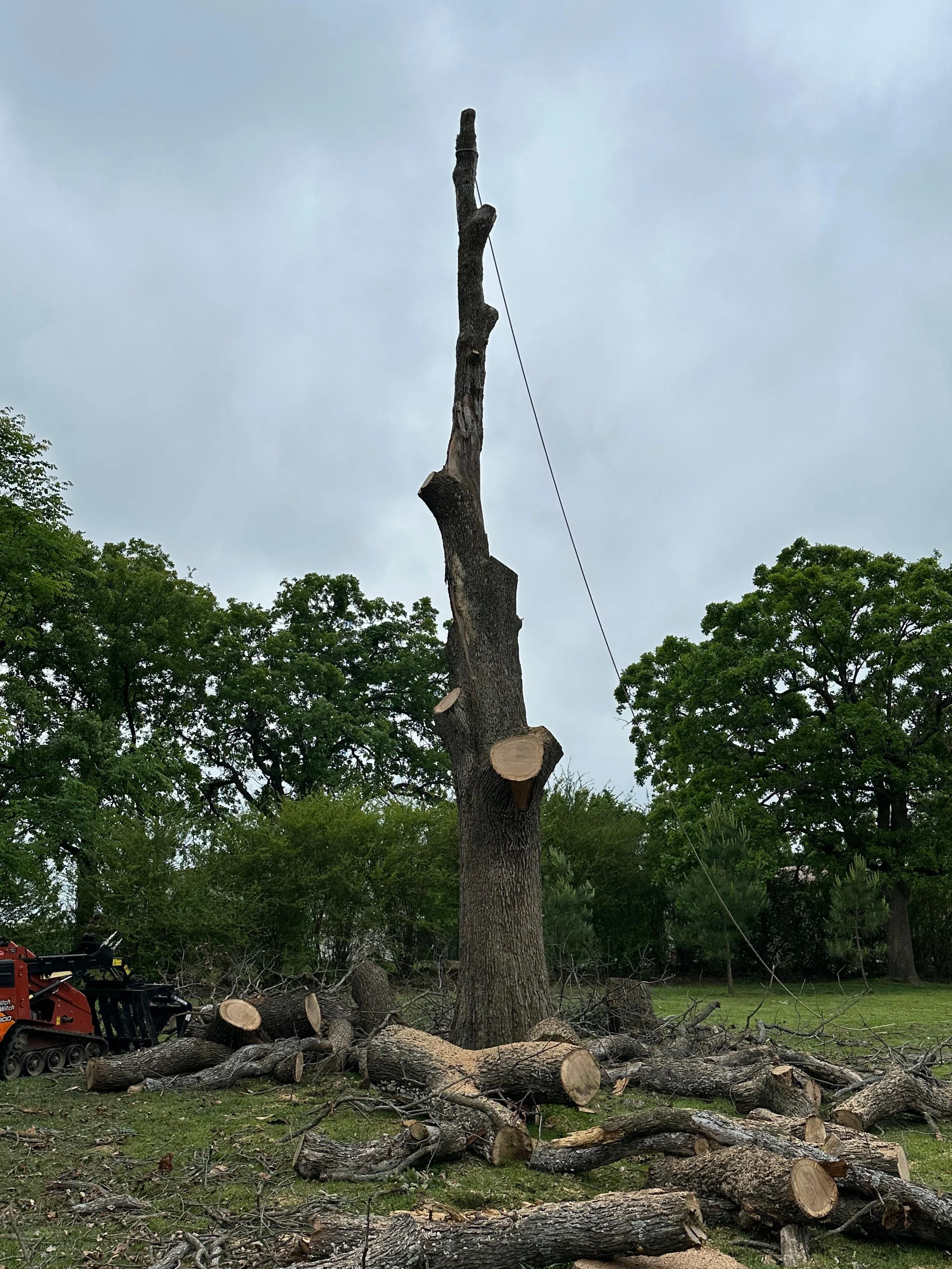 A tree has been cut down, with many logs and branches scattered on the ground. The remaining part of the tree shows saw marks, and there is a wire attached to it. The sky is overcast, and there are green trees in the background.