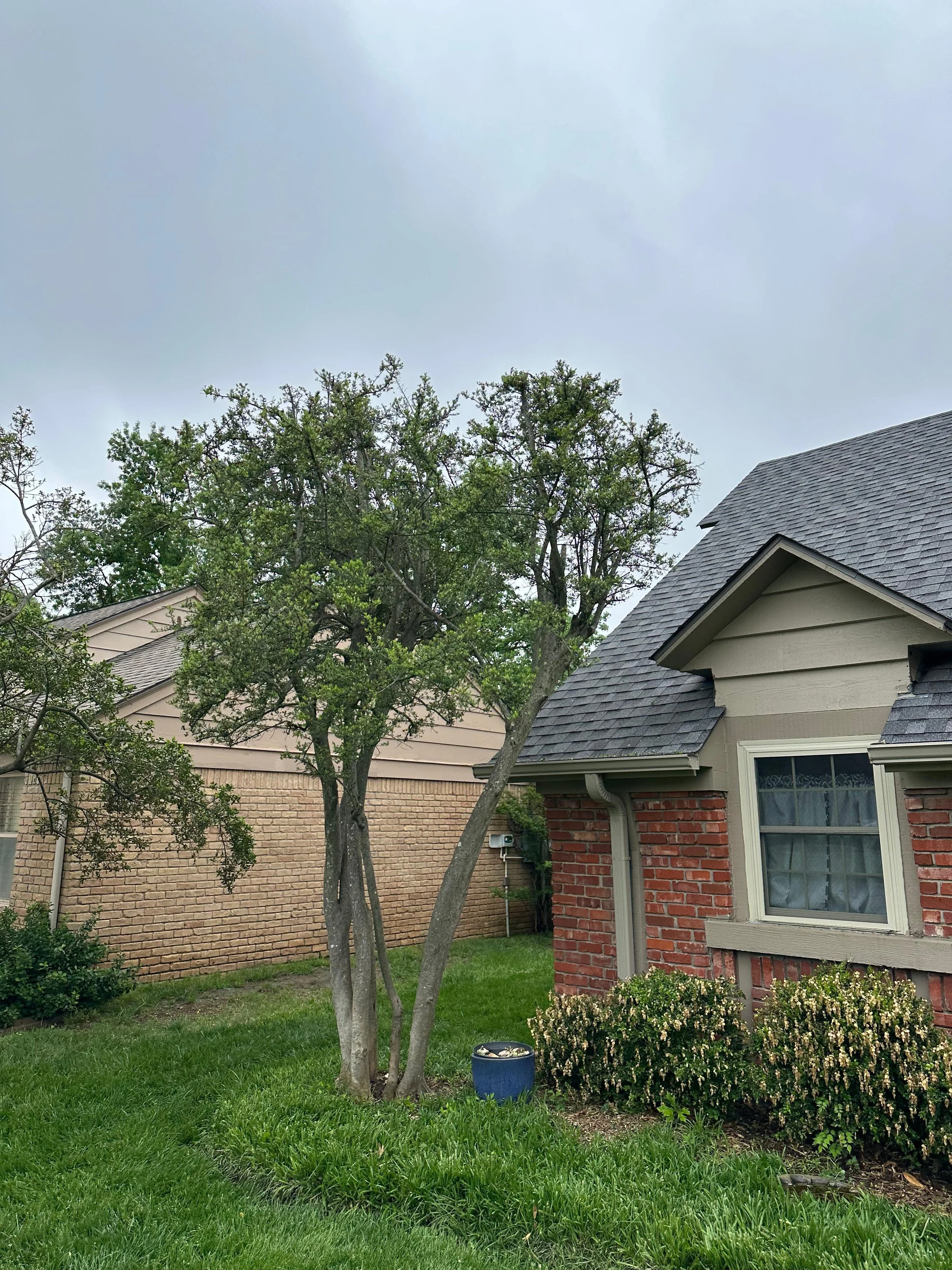 A suburban backyard with green grass, a young tree, a two-story house with a brick and beige siding exterior, a window with curtains, a gray shingled roof, and a black trash can with small rocks.