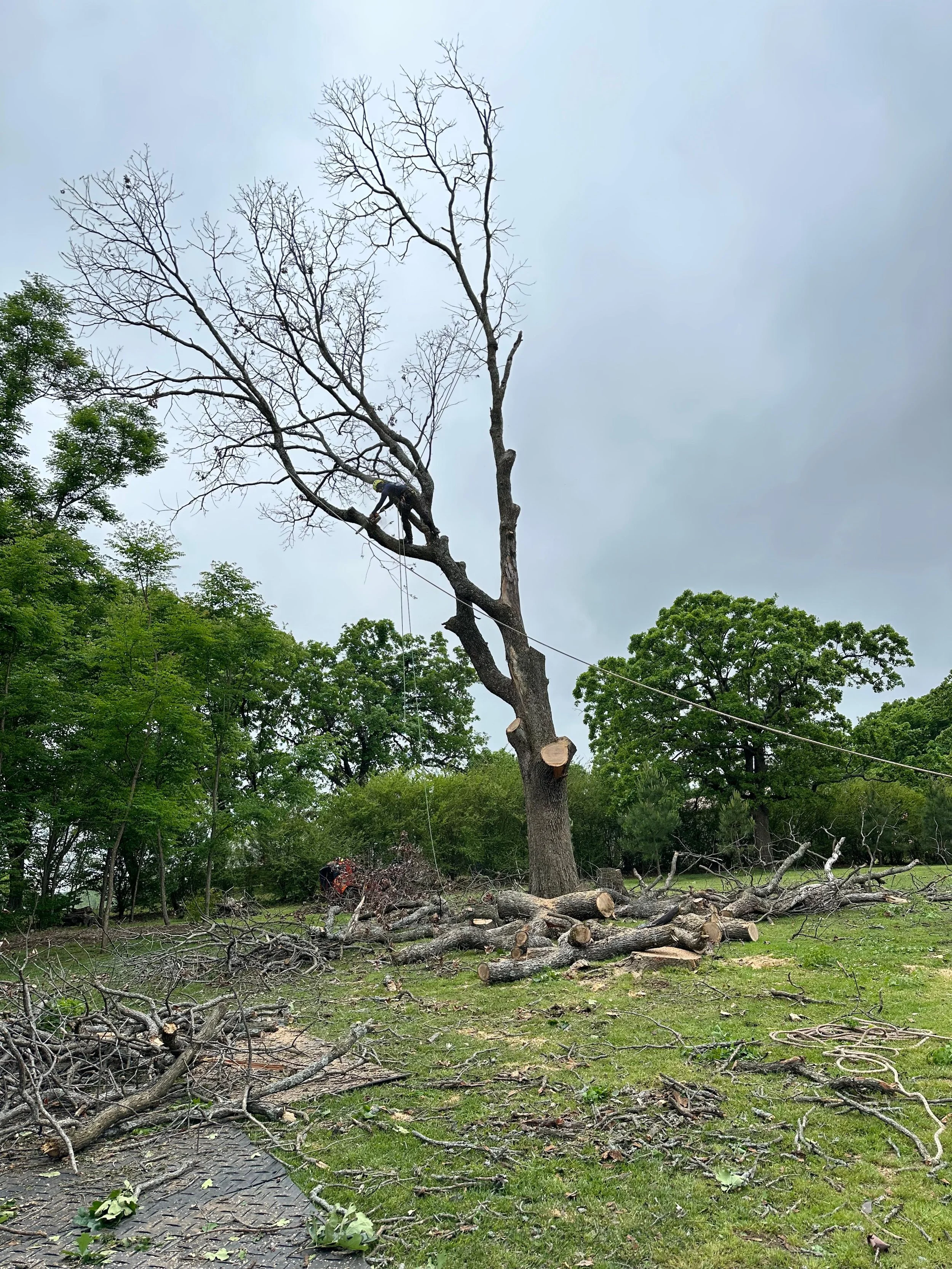 Tree being cut down, with branches and logs on the ground.