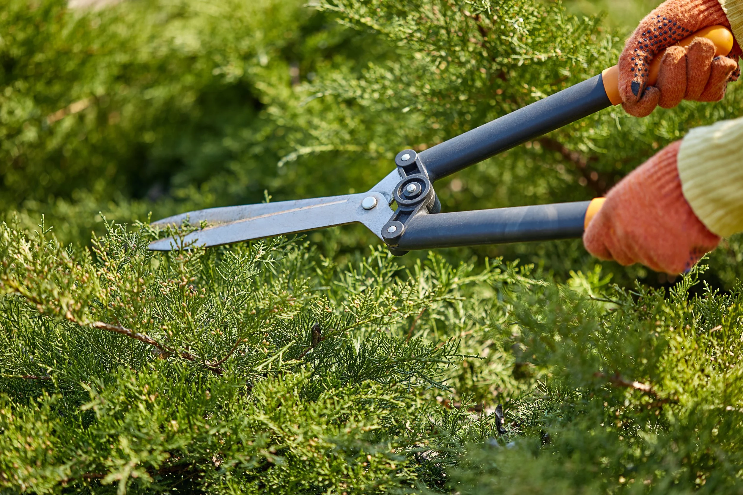 Person wearing orange gardening gloves using hedge shears to trim green bushes in a garden.