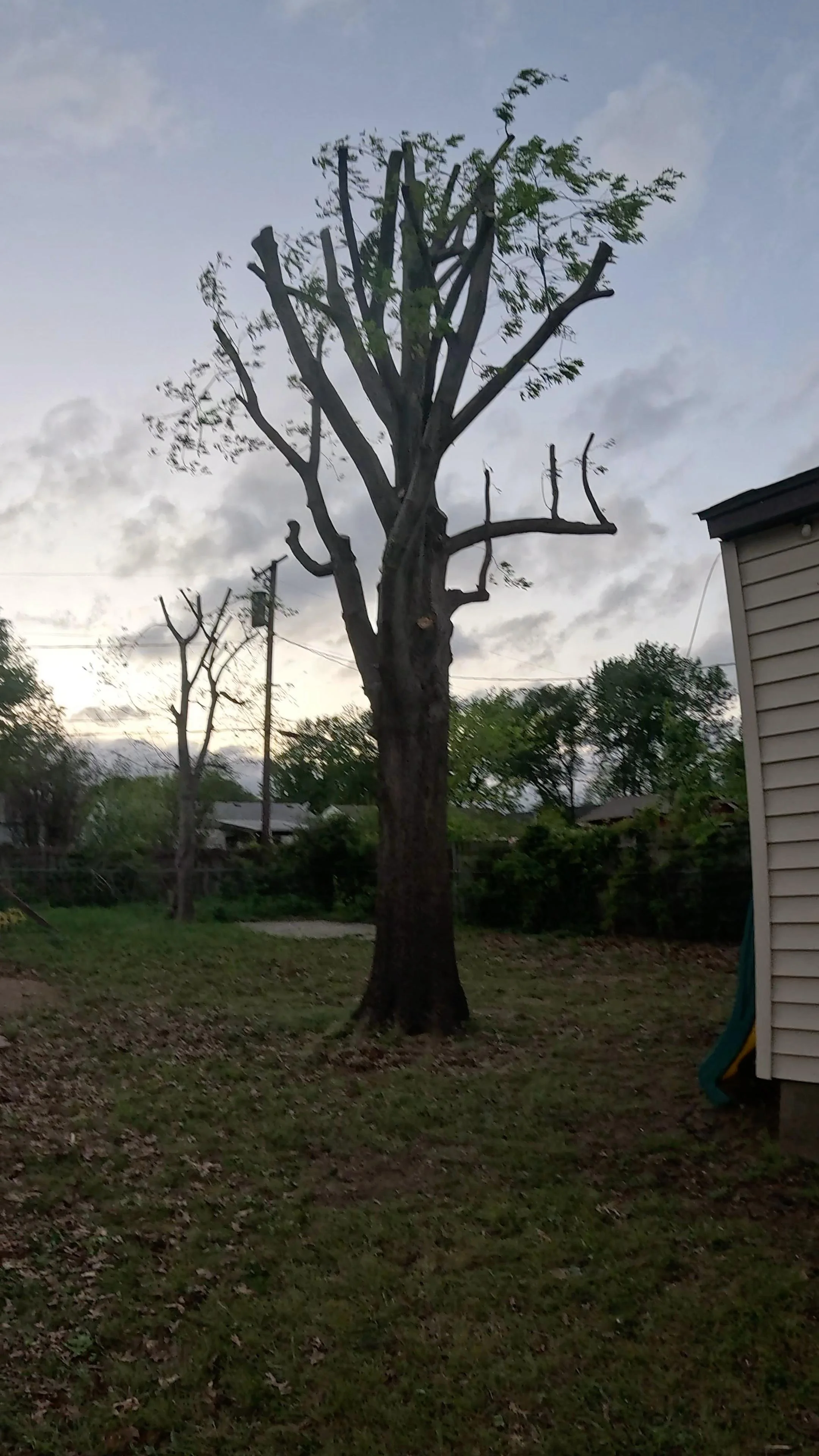 A tall tree with many branches and few leaves in a backyard during dusk, with a house on the right side.