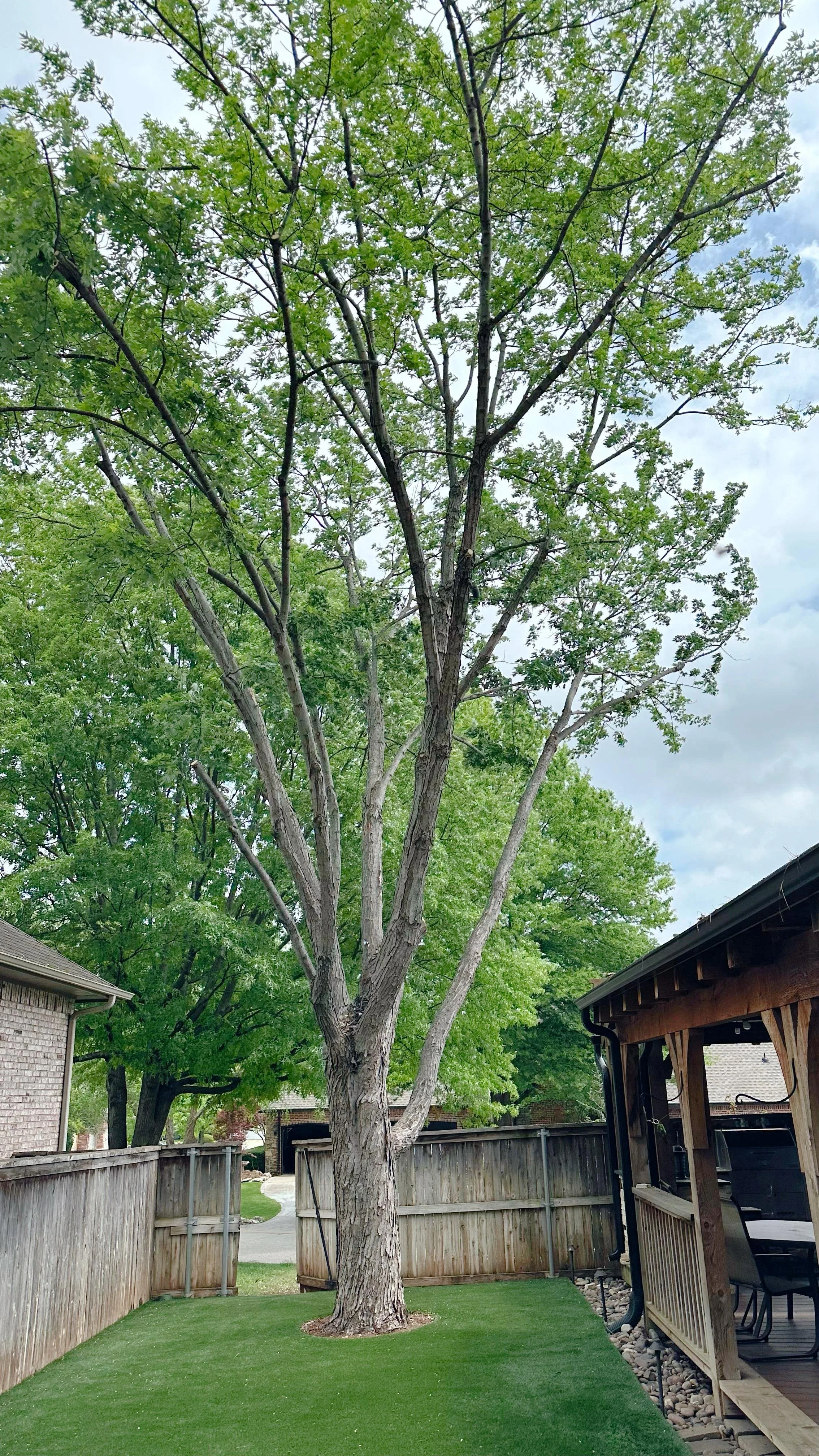 A backyard with a large tree, a wooden fence, a deck with chairs, and a grassy area.