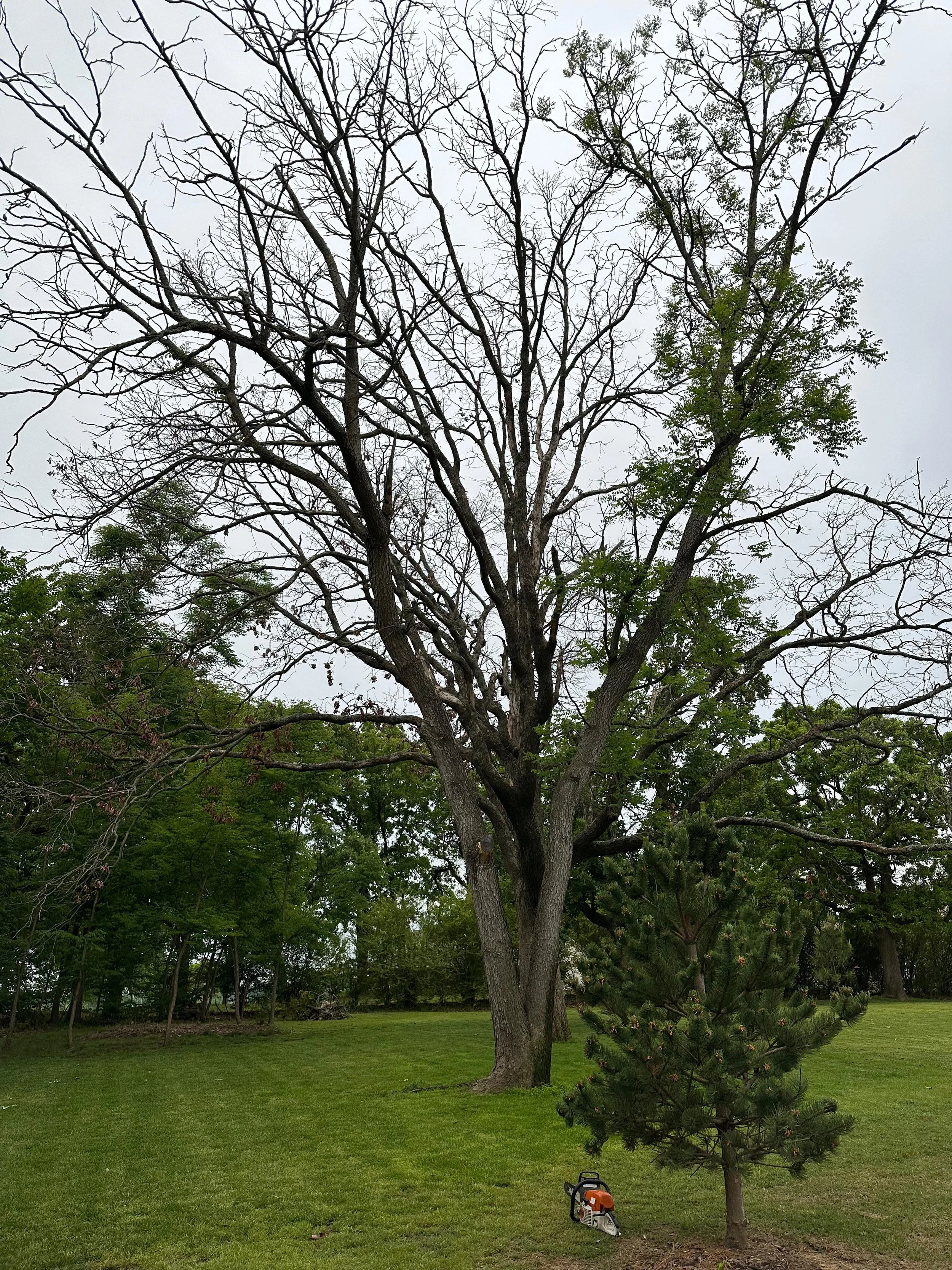 A large leafless tree in the middle of a green lawn with a smaller evergreen tree in the foreground, and a chainsaw resting at the base of the smaller tree, under an overcast sky.
