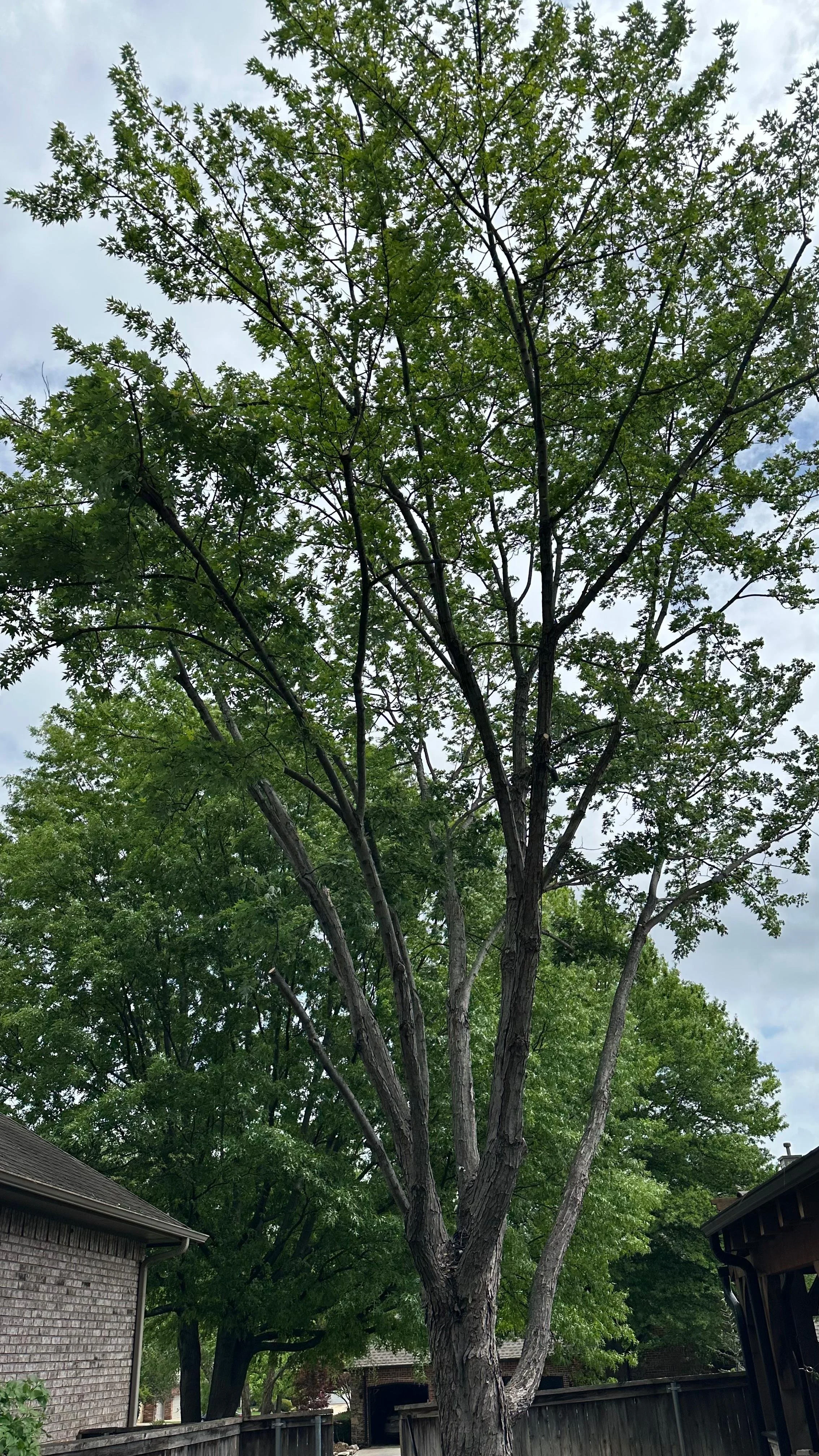 A tall tree with a thick trunk and many branches, covered with green leaves, in a residential area with brick houses and a wooden fence.