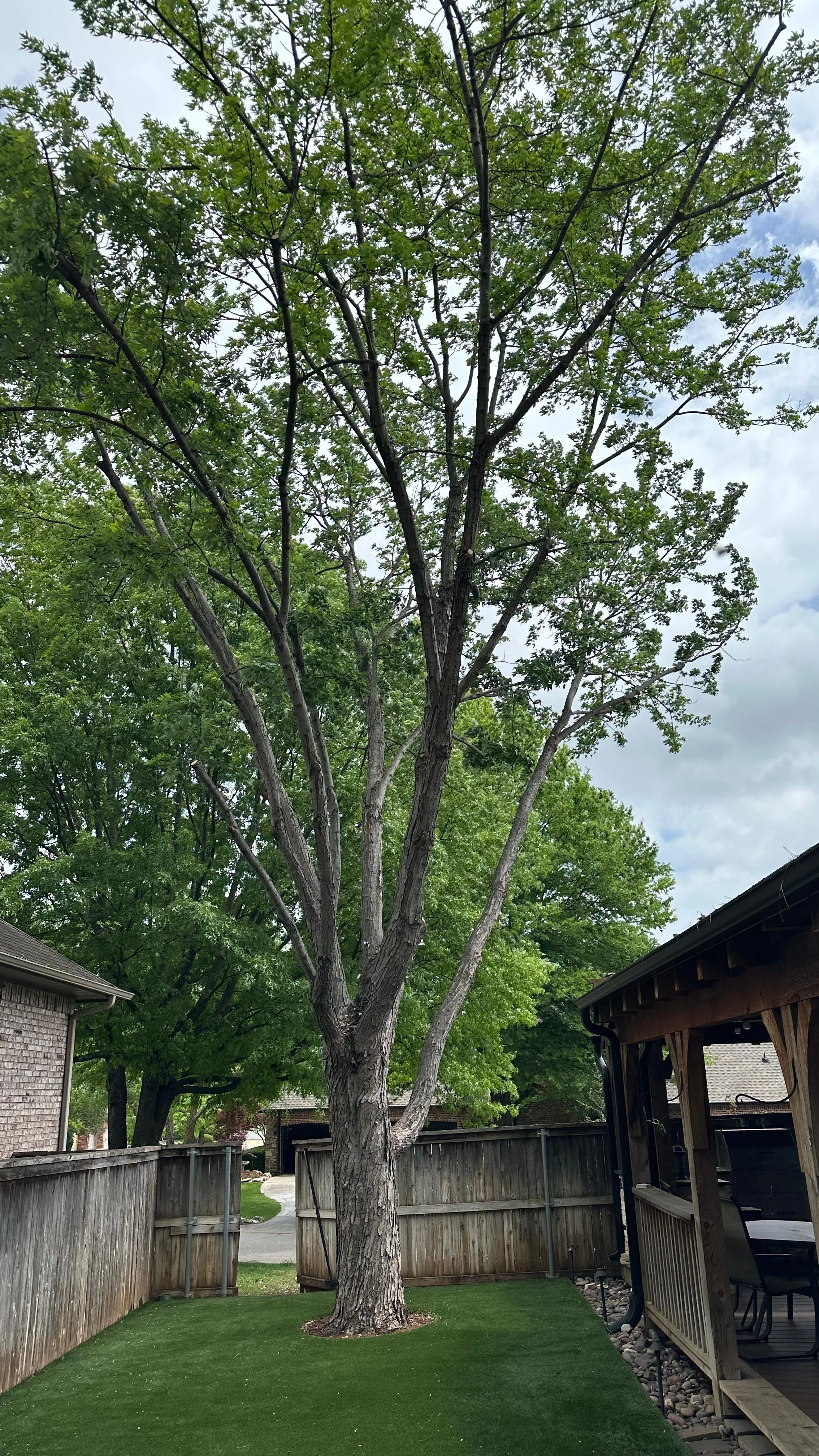 A backyard with a tall tree in the center, surrounded by a wooden fence and a small patio area with chairs, grass, and neighboring houses visible in the background.