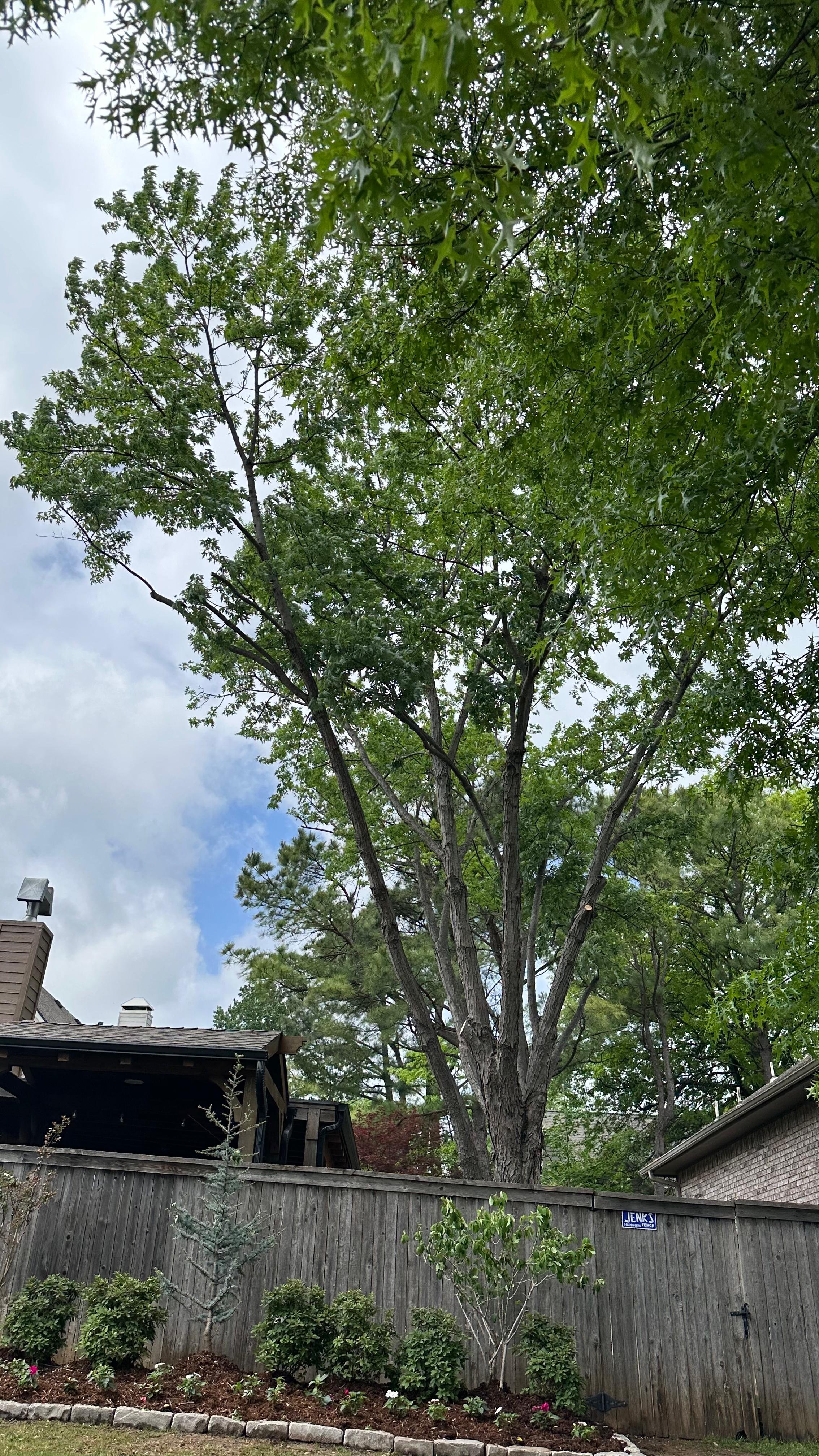 Backyard with tall tree, houses, and a wooden fence. Overcast sky.