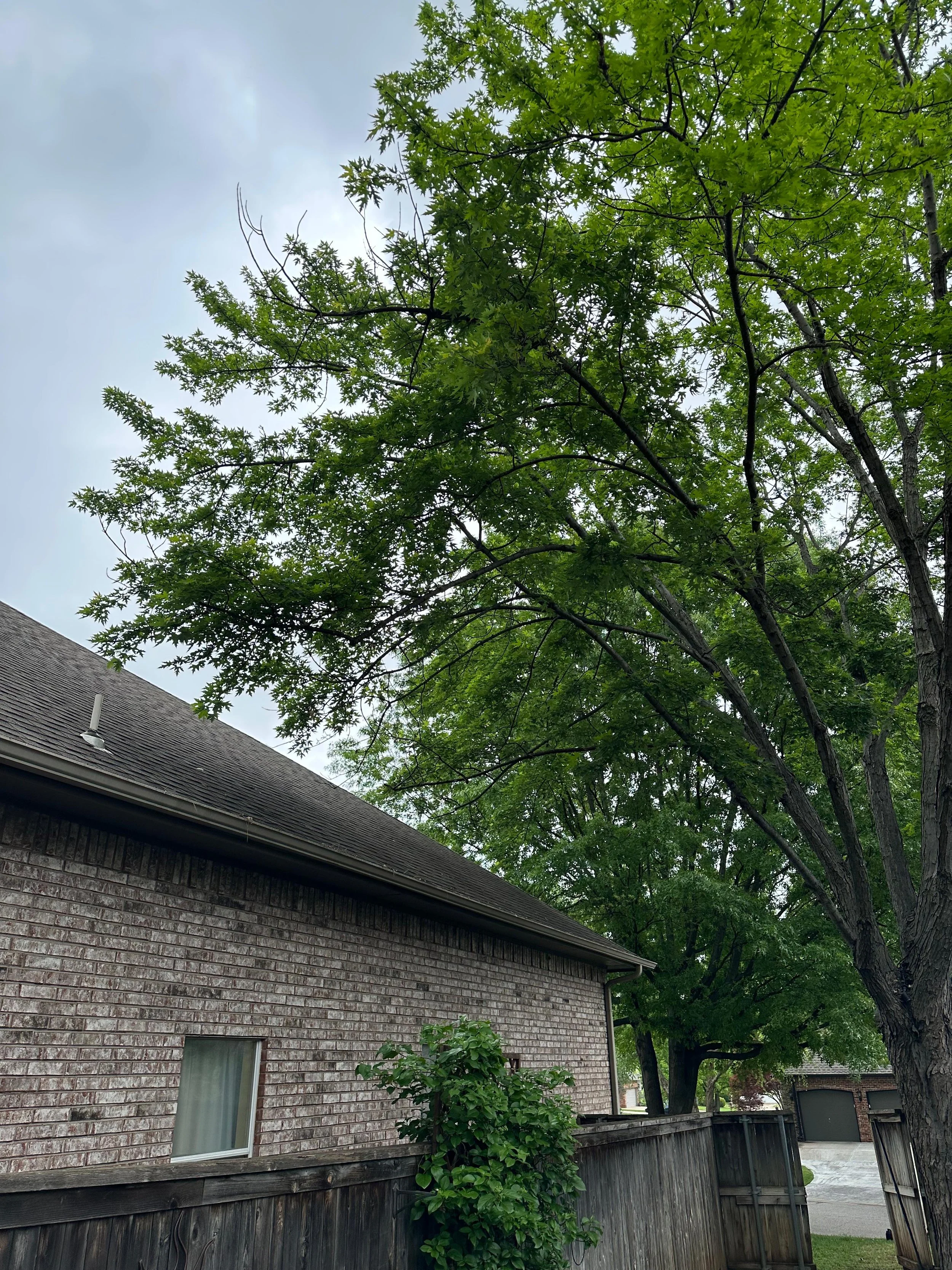 Backyard scene with a brick house, wooden fence, large green trees, a concrete driveway, and a garage in the background.