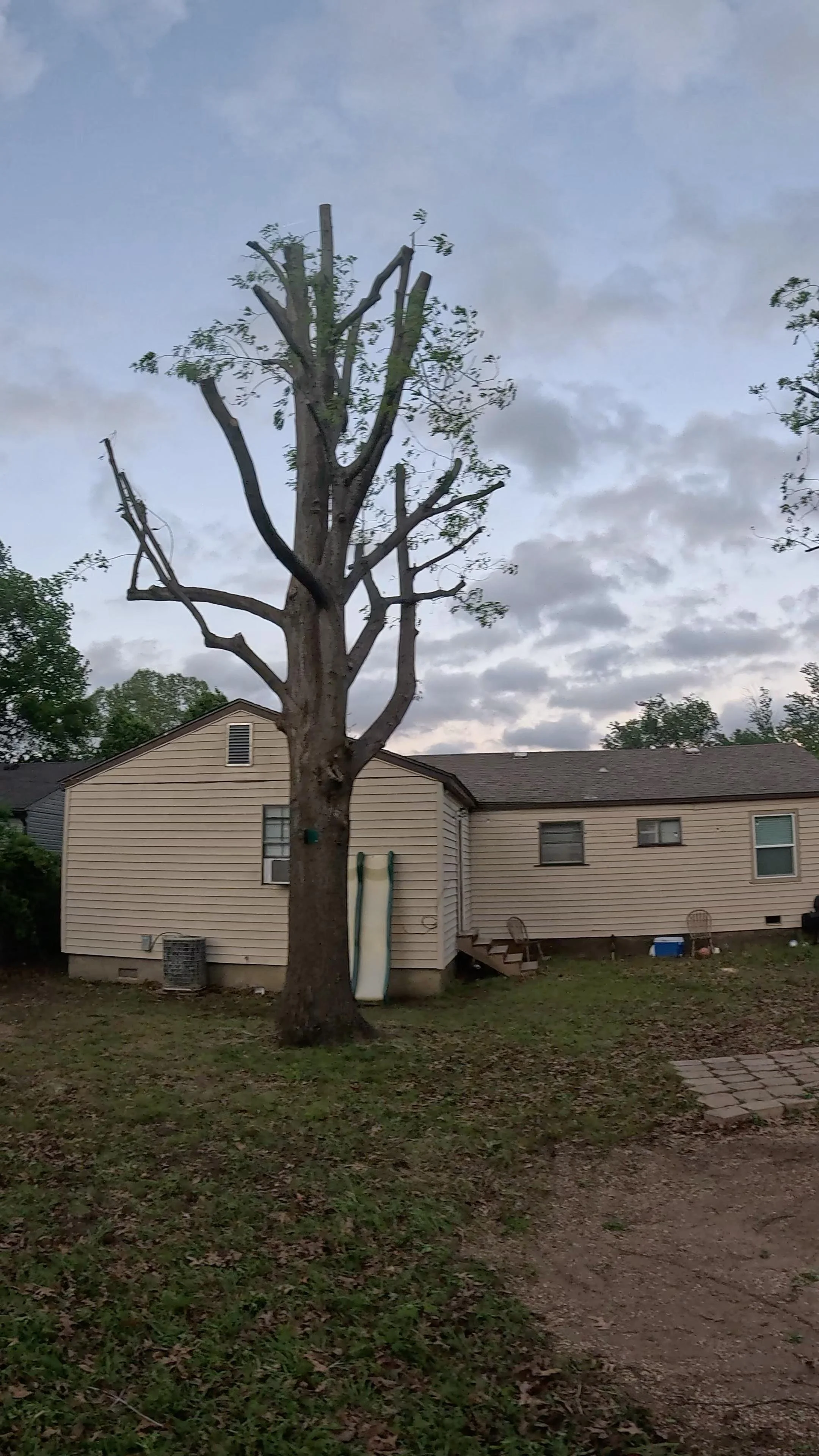 A leafless tree in a backyard with a house in the background. The sky is partly cloudy during dusk or dawn.