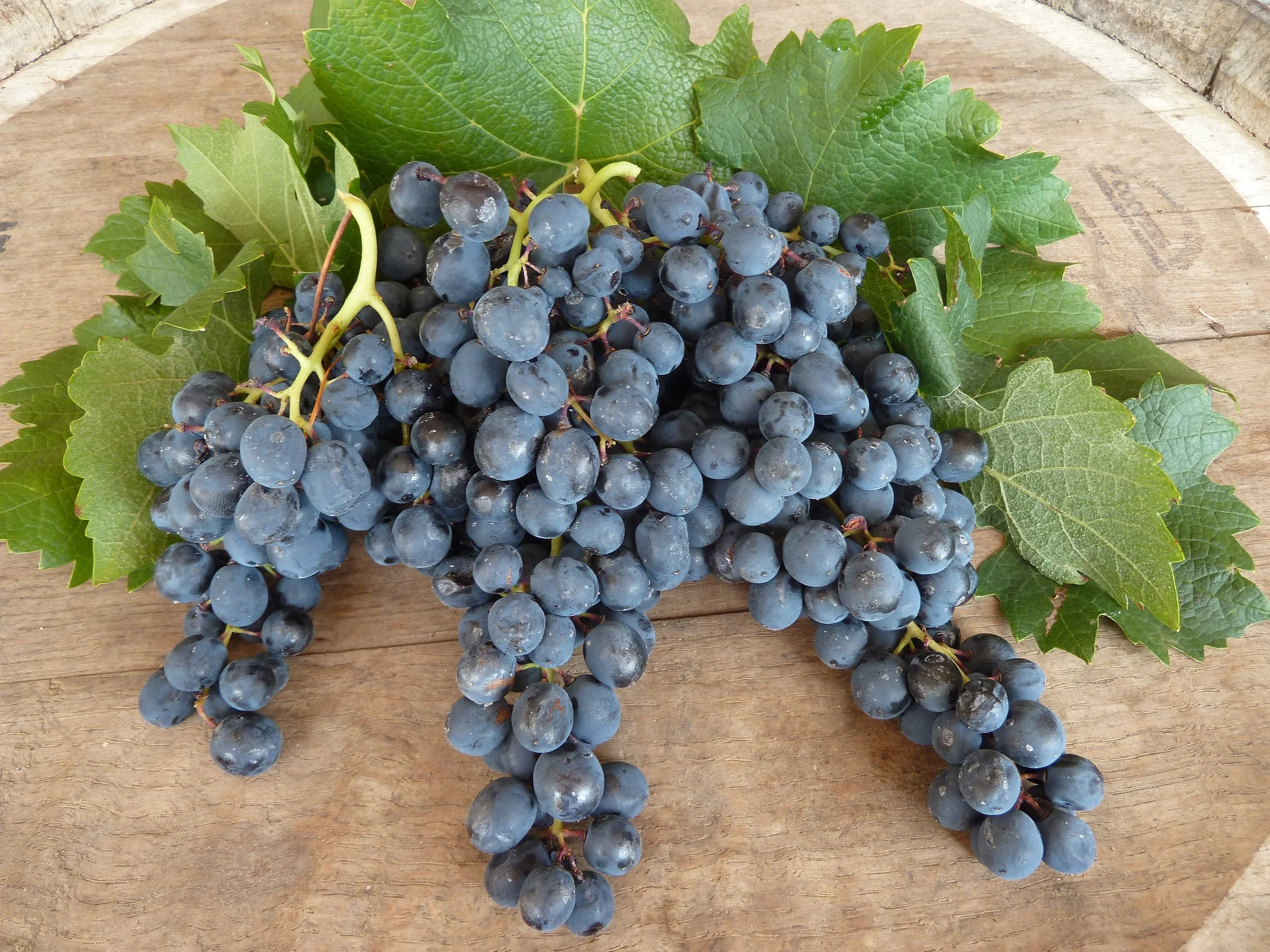 What Is Saperavi? Georgia's "Black Wine" Grape Explained