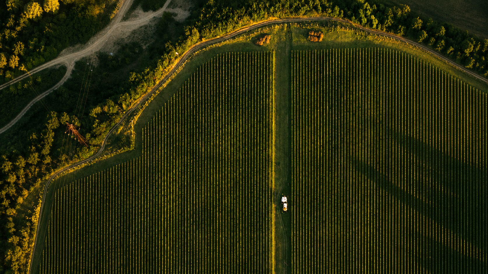 An aerial view of a vineyard with neatly arranged rows of grapevines, surrounded by a wooded area and rural roads, during daytime.