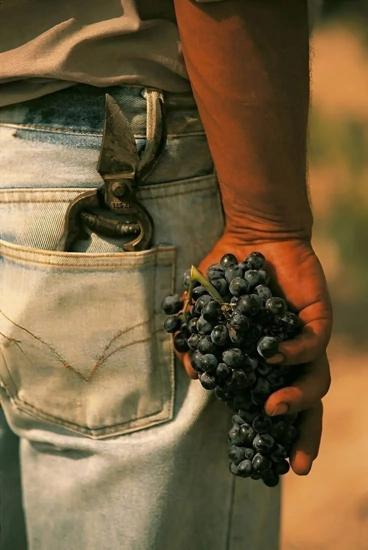 Close-up of a person wearing light blue jeans with a tool attached to the belt and holding a bunch of black grapes.