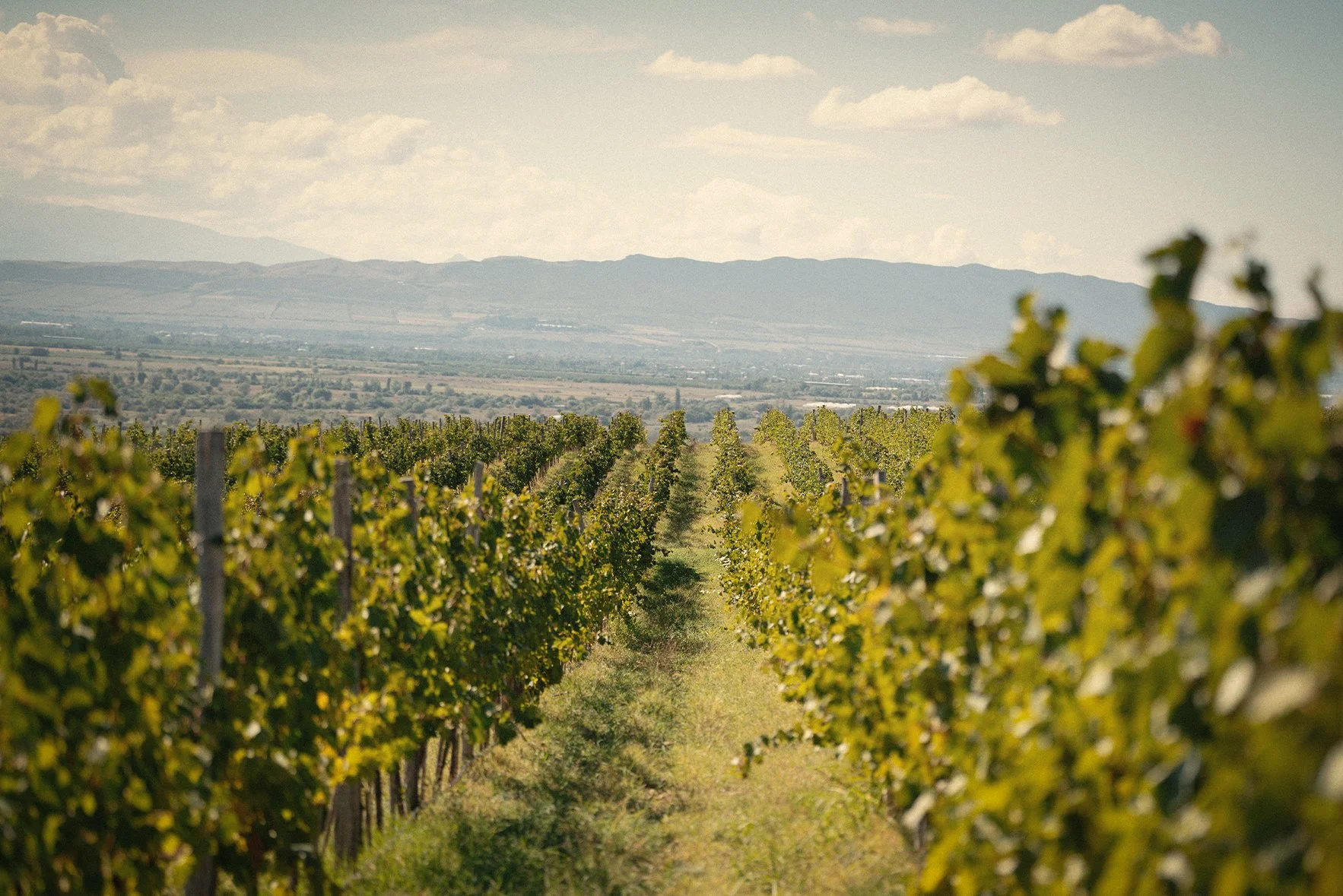 A vineyard with rows of grapevines in the foreground and mountains in the distance under a partly cloudy sky.