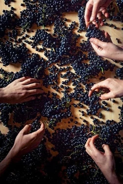 Multiple people harvesting dark purple grapes on a wooden surface.