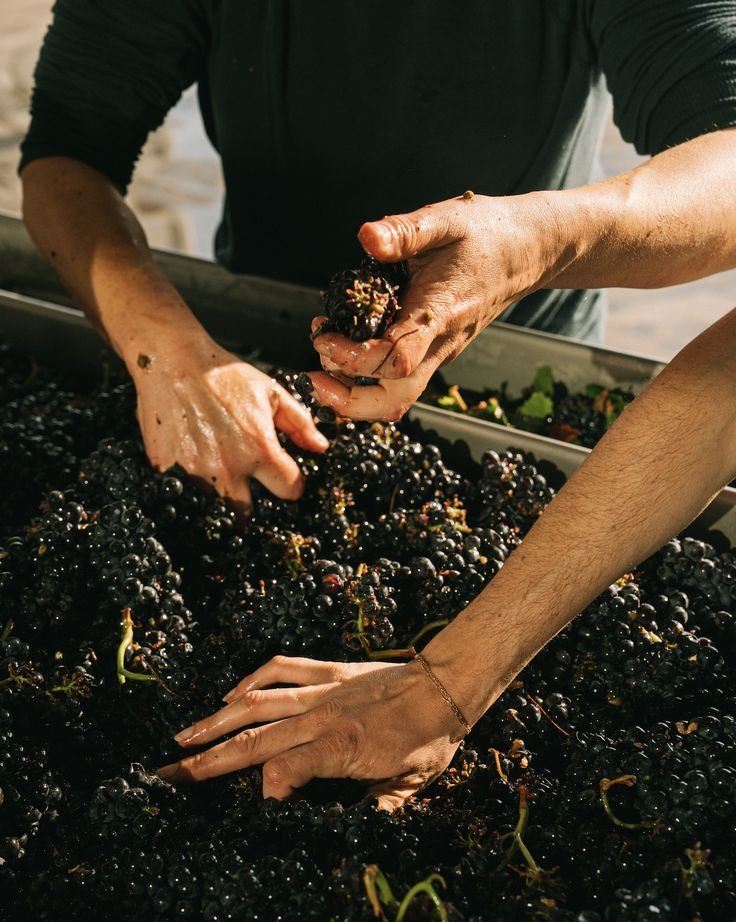 Two people harvesting black grapes in a vineyard during daytime.