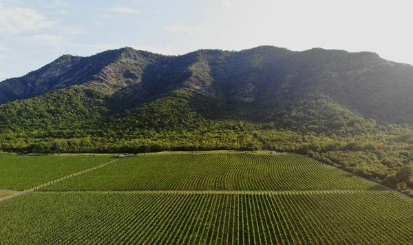 Vineyard with rows of grapevines and a mountain range in the background.