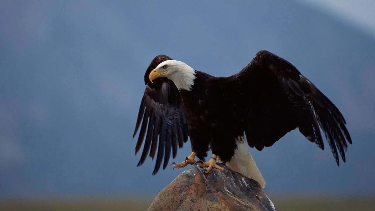 Bald Eagle 3 Large.jpeg