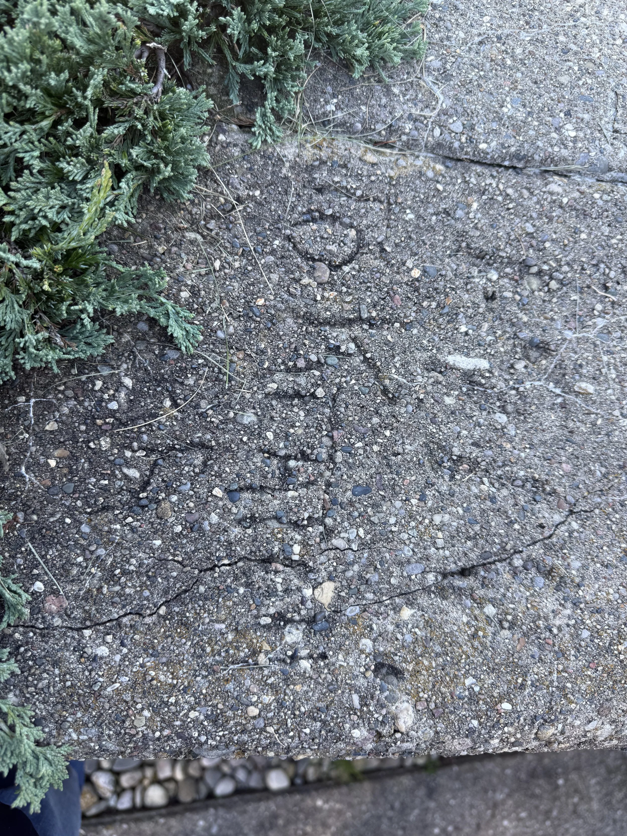 Close-up of a section of rough, gravelly concrete sidewalk with a small crack, next to green plants on the left side.