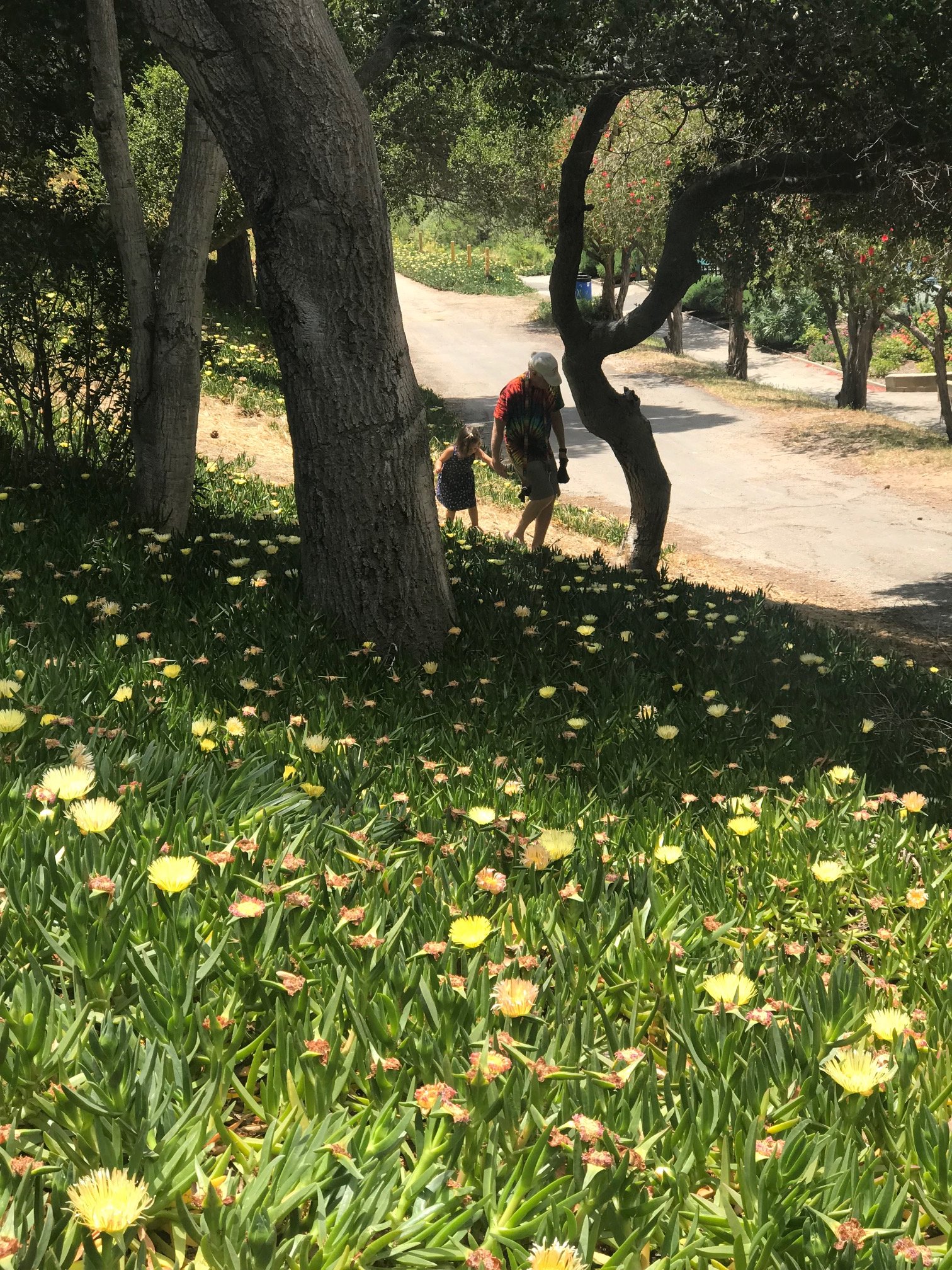 A man and a young girl walking along a dirt path in a park, surrounded by trees and yellow flowers.